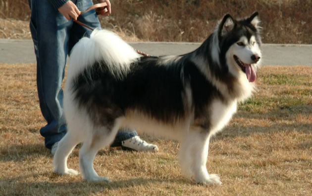 养大型犬一个月要花多少钱?