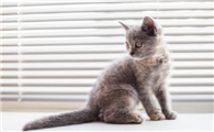 猫咪发烧的症状是什么样的