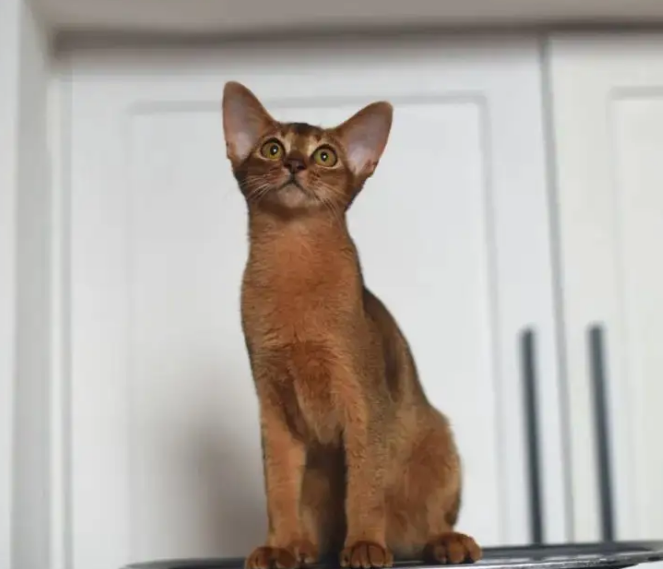 阿比西尼亚猫适合新手养吗
