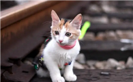 猫咪身上有皮屑是什么原因怎么办呀