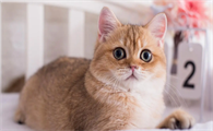 猫夏天瘦了正常吗还是胖了