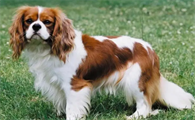 骑士查理王小猎犬是边牧吗