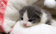 猫咪在26度空调房呆3天可以吗