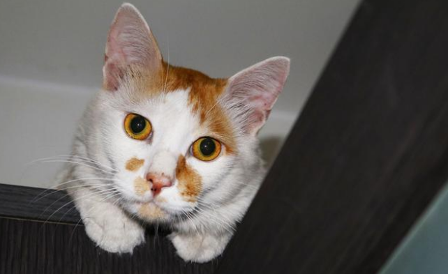 母猫绝育对猫来讲到底好还是不好 母猫绝育对猫来讲到底好还是不好