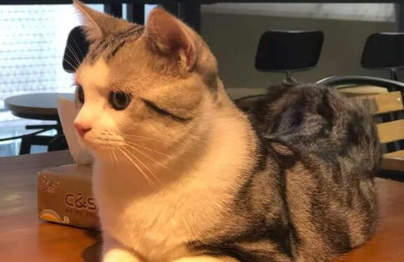 猫尿道炎怎么感染的呢 猫尿道炎怎么感染的呢