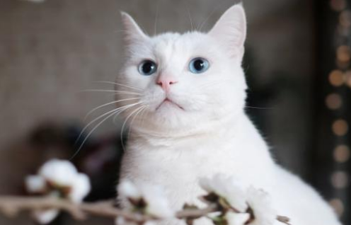 猫咪夏天绝育容易感染吗