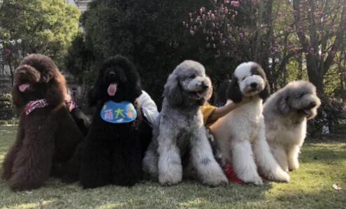 巨型贵宾犬多少钱一只 巨型贵宾犬多少钱一只