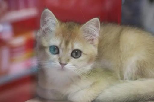 猫咪喜欢抓沙发?我来告诉你解决办法! 猫咪喜欢抓沙发?我来告诉你解决办法!