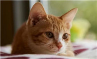 猫耳朵上掉毛秃了一块漏出红色的肉