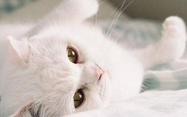 猫咪要下崽有什么预兆 猫咪要下崽有什么预兆