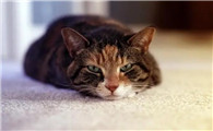 猫猫可以吃火腿肠么