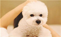 小比熊犬多少钱一只