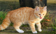 猫咪肠胃炎吃什么药好的最快