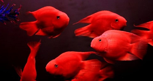 鹦鹉鱼浮在水面是什么原因