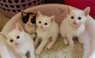 小猫太小不会用猫砂盆怎么办