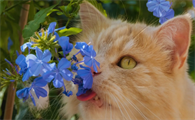 猫咪可以喝藿香正气水吗？