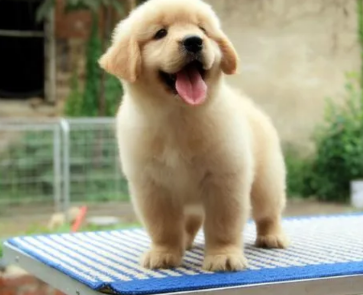金毛犬一生认几个主人