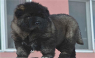 高加索犬幼犬价格