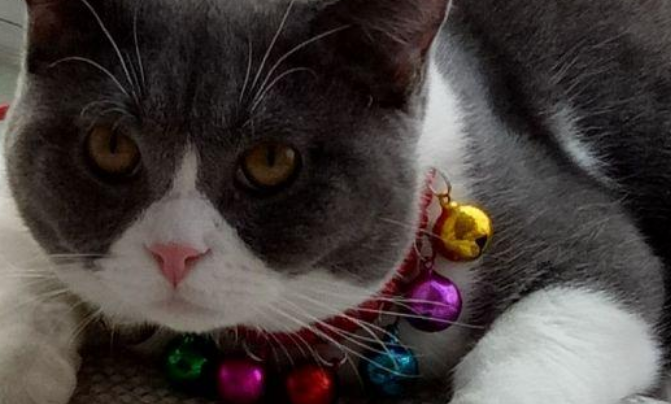 猫咪体外驱虫戴项圈多长时间 猫咪体外驱虫戴项圈多长时间