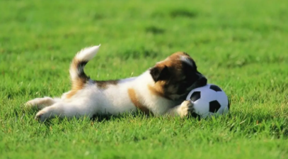 养中型犬一个月要花多少钱?