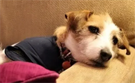 狗狗不吃食拉肚子还没精神是怎么回事