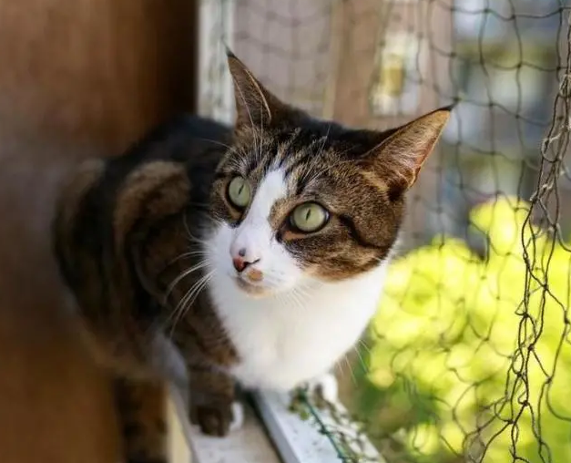 科学养猫要封窗,一文教会你养猫装哪种纱窗。 科学养猫要封窗,一文教会你养猫装哪种纱窗。
