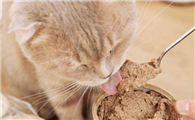 什么牌子的猫粮性价比高还安全