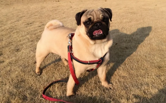 巴哥犬用什么项圈
