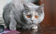 猫咪耳朵流血是怎么回事