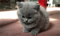 英短蓝猫拉肚子怎么办