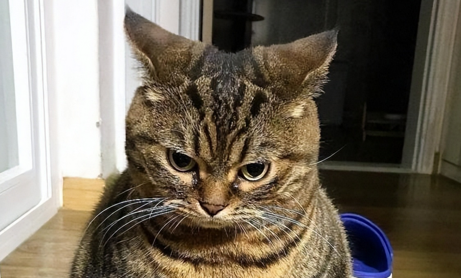 建议穷人养的10种猫