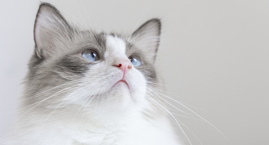 猫一直流口水吊在嘴边萎靡不振吃什么药