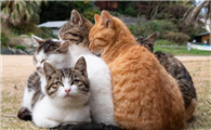 猫身上有跳蚤可以把毛剃光吗