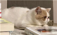 猫有狂犬病但是没有发病可以传染吗