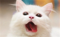 猫为什么呕吐把猫粮吐出来了怎么回事