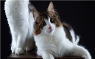 猫咪身上有小黑虫是怎么回事啊