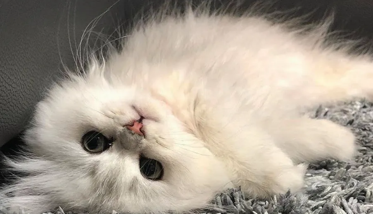 小猫咪不拉粑粑怎么回事 小猫咪不拉粑粑怎么回事