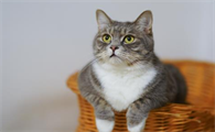 猫咪肚子大鼓鼓的是不是传腹