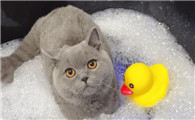 3个月的猫很臭能洗澡吗
