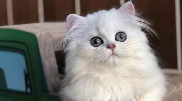 猫咪多大能打疫苗啊 猫咪多大能打疫苗啊