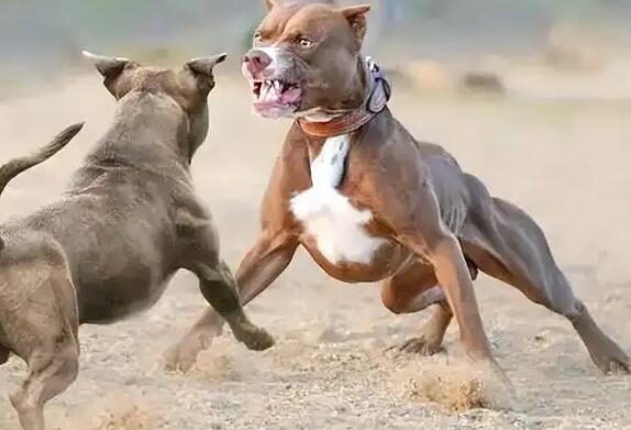 杜宾犬和比特犬哪个厉害