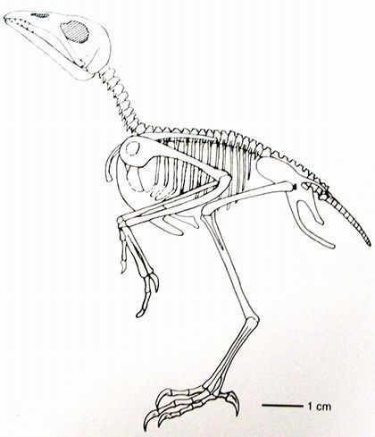轰动古生物界的“龙城鸟”长什么样,今天为你揭秘! 轰动古生物界的“龙城鸟”长什么样,今天为你揭秘!