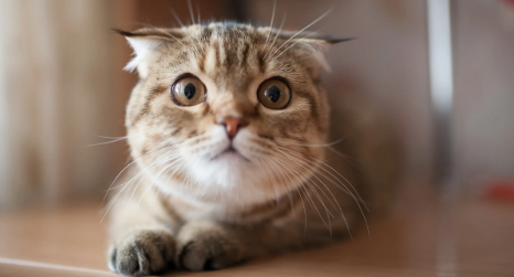 小猫下巴有黑色渣渣怎么治疗