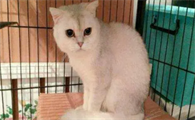 猫鼻支会传染给健康的猫吗