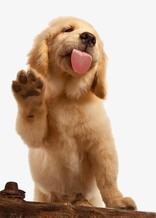 狗得狂犬病的几率是多少