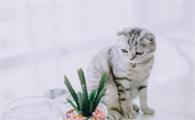 小猫咪掉牙是怎么回事