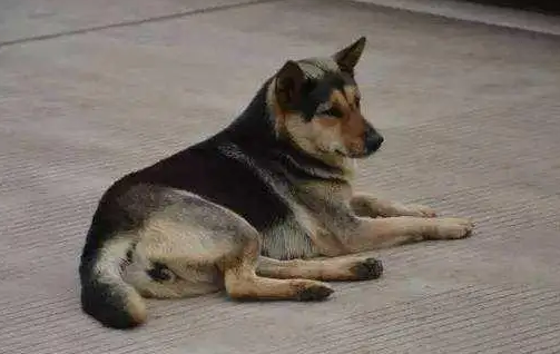 中华田园犬能当警犬吗 中华田园犬能当警犬吗