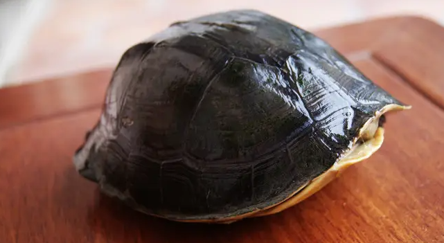安布闭壳龟平时不太容易生病,但爆壳却是该品种常见的现象之一,其表现