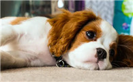 查理王小猎犬多大才懂事