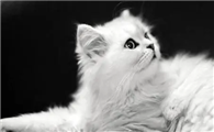 猫咪感冒发烧吃什么药